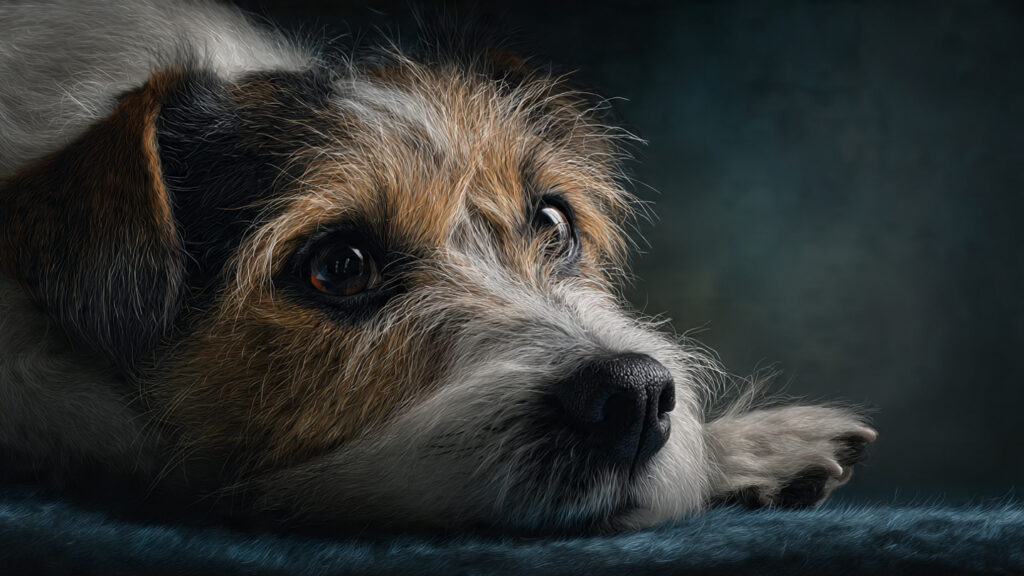 How to Tell If Your Pet Is Sick Early Warning Signs